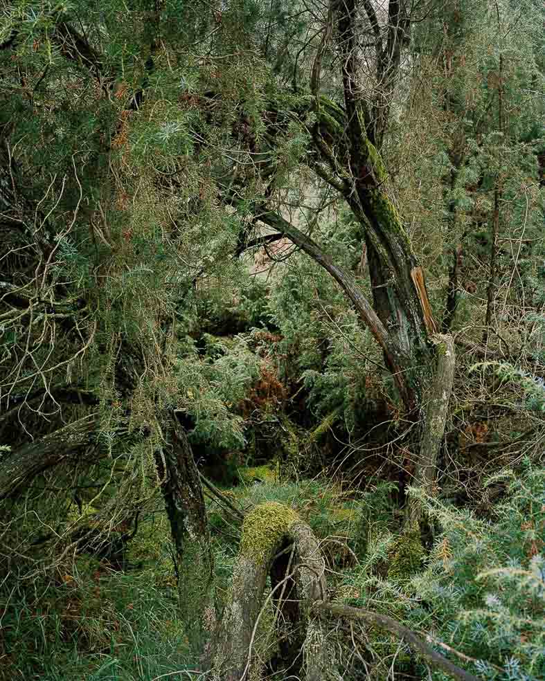 Wacholdersträucher, Moos